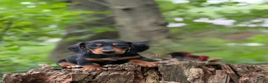 Miniature Dachshund 1