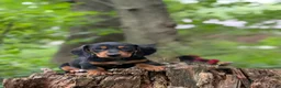 Miniature Dachshund dogs for sale: Miniature Dachshund 1 - Ad 1