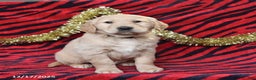 Golden Retriever dogs for sale: Rascal - Ad 5