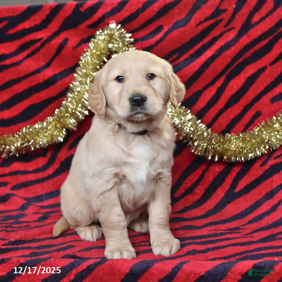 Golden Retriever dogs for sale: Rascal - Ad 5