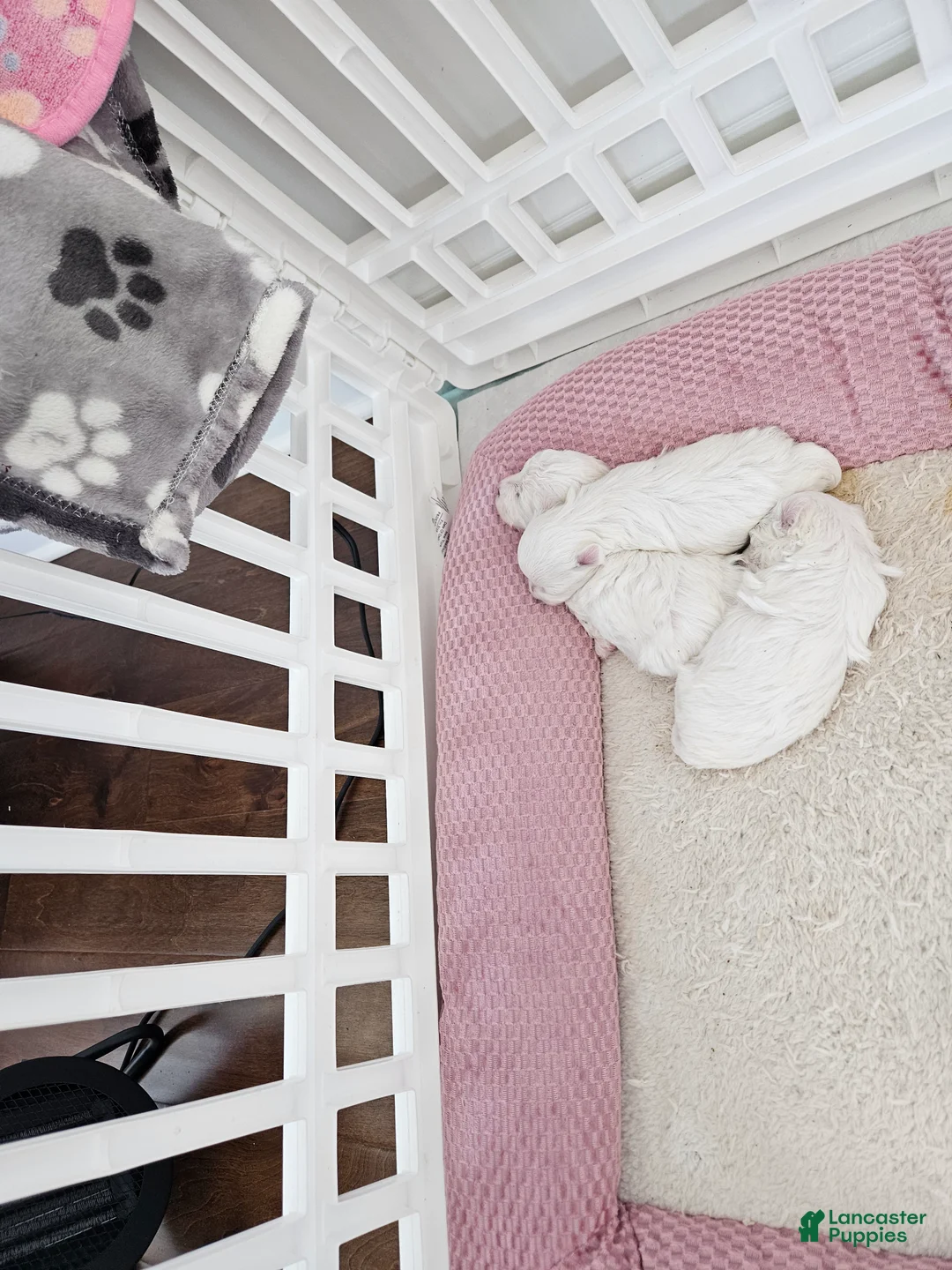 Maltese dogs for sale: Maltese Puppy  - Ad 2