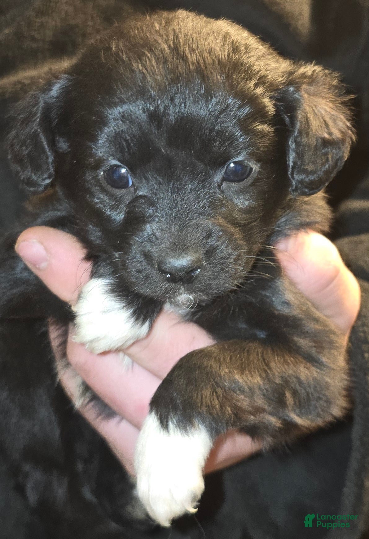 Mixed Breed dogs Paula - Ad 39