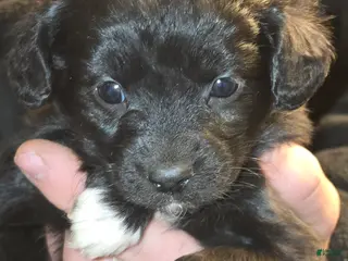 Mixed Breed dogs Paula - Ad 39