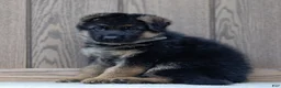 German Shepherd dogs for sale: Zeus - Ad 3