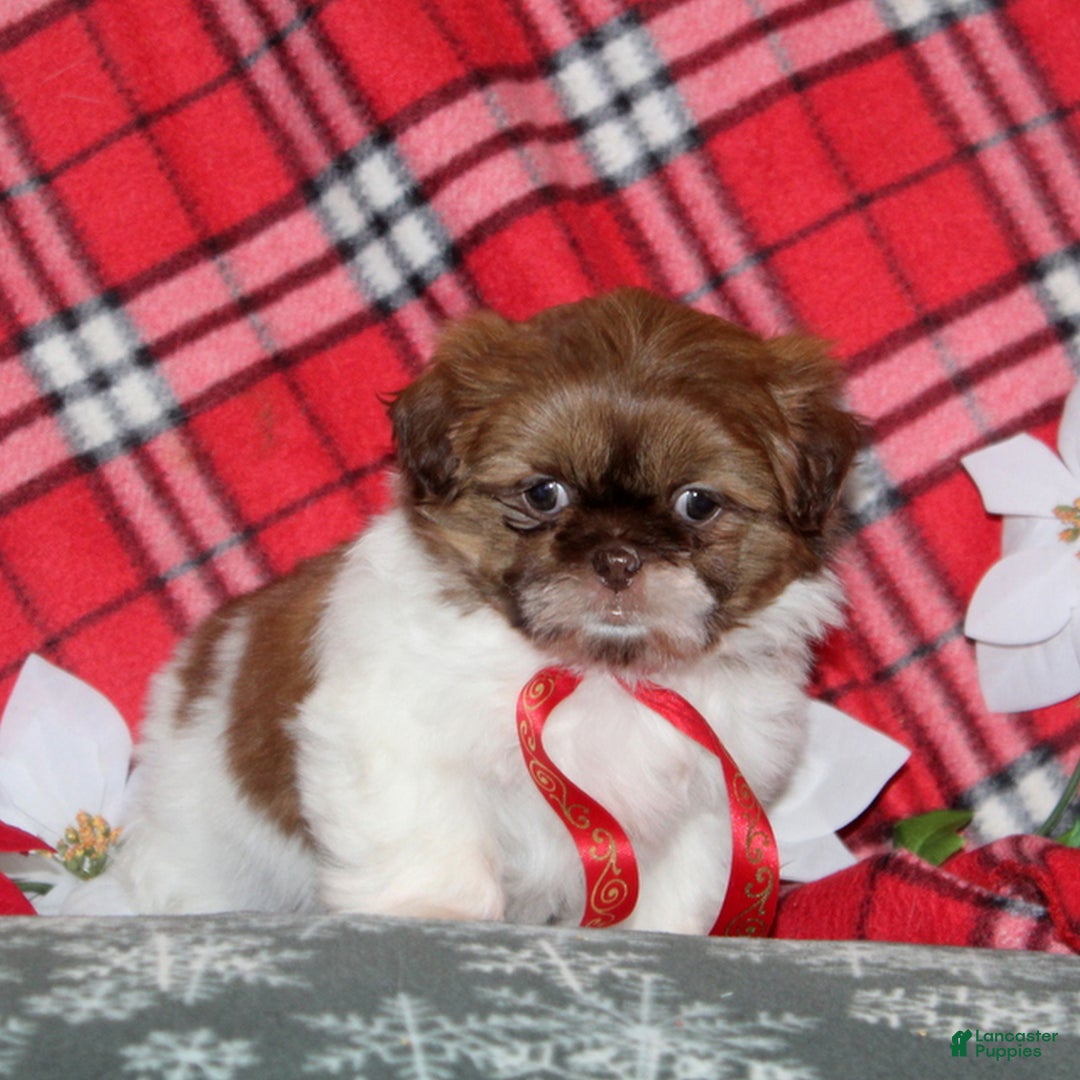 Shih Tzu dogs for sale: Mitzey  - Ad 4