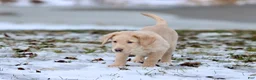 Labrador Retriever dogs for sale: Sprite - Ad 3
