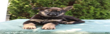Stella