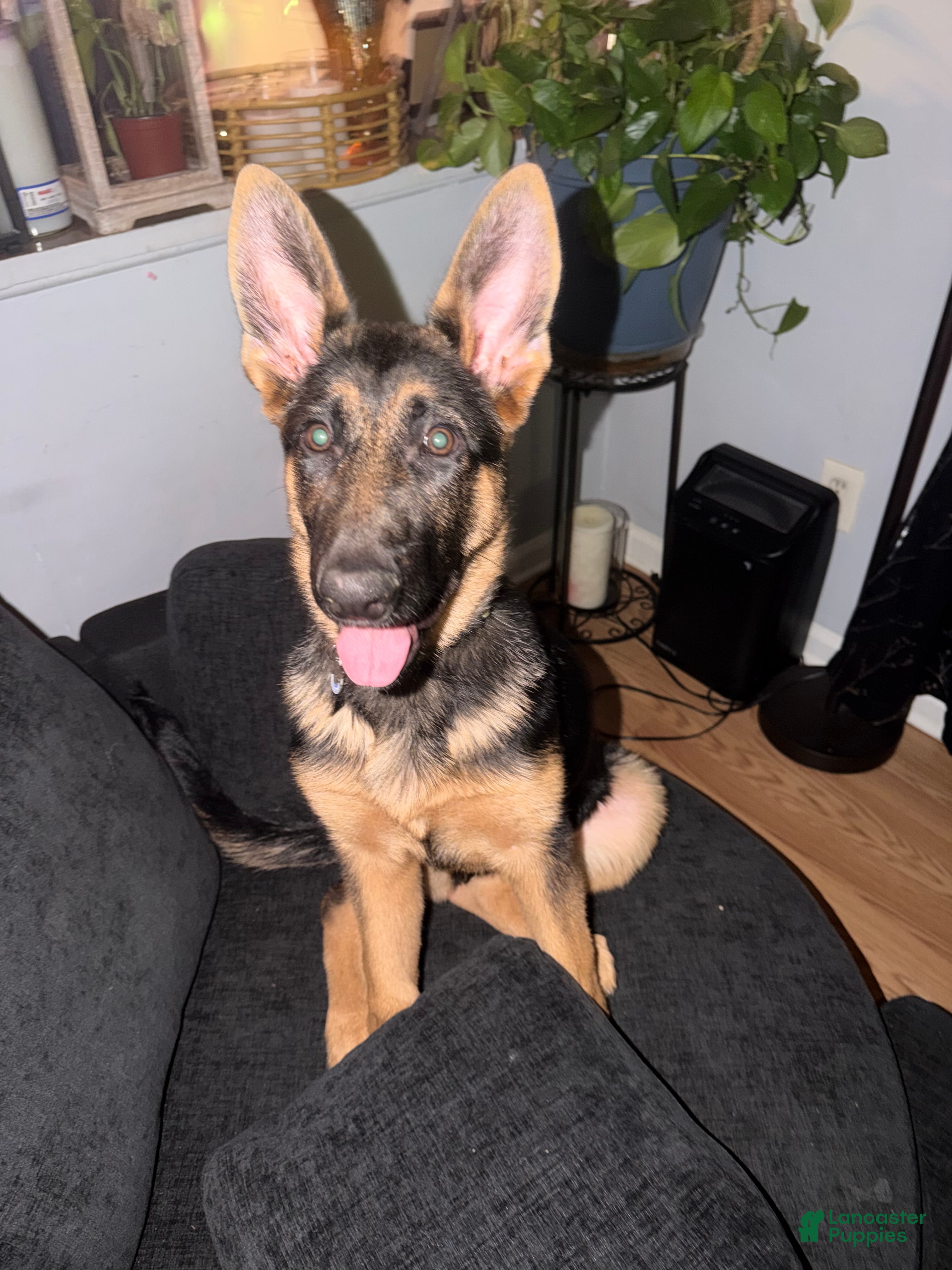 German Shepherd dogs for sale: 6 month old female German Shepherd  - Ad 5