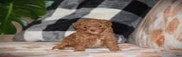 Toy Poodle dogs for sale: Sahara - Ad 4