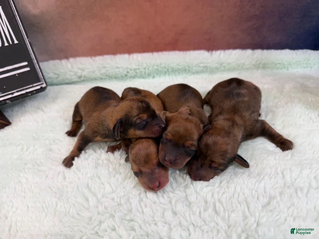 Miniature Dachshund dogs for sale: Smooth red dapple - Ad 2