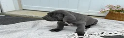 Cane Corso dogs for sale: Brute - Ad 17