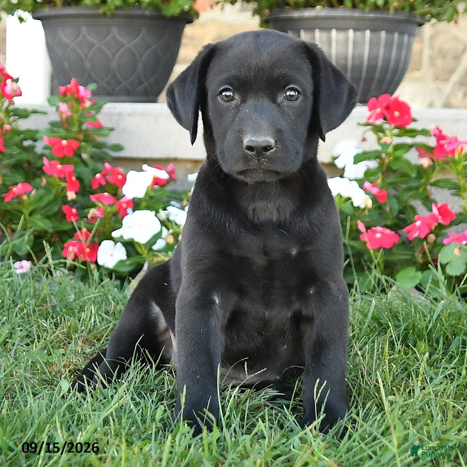 Labrador Retriever dogs Gemini - Ad 2