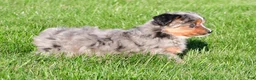 Miniature Australian Shepherd dogs for sale: Austin - Ad 15
