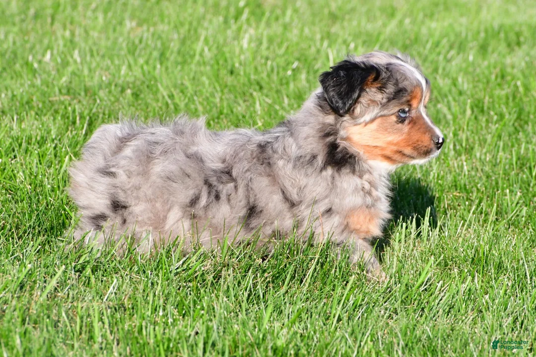 Miniature Australian Shepherd dogs for sale: Austin - Ad 15