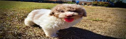 Havapoo dogs for sale: Noodles - Ad 10