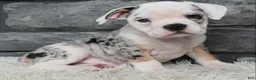 Beabull dogs for sale: Toby - Ad 2