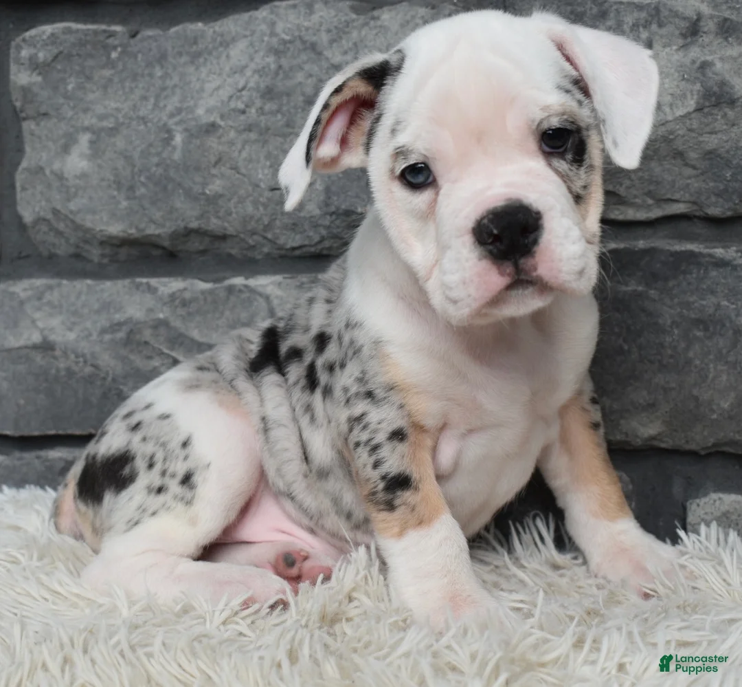 Beabull dogs for sale: Toby - Ad 2