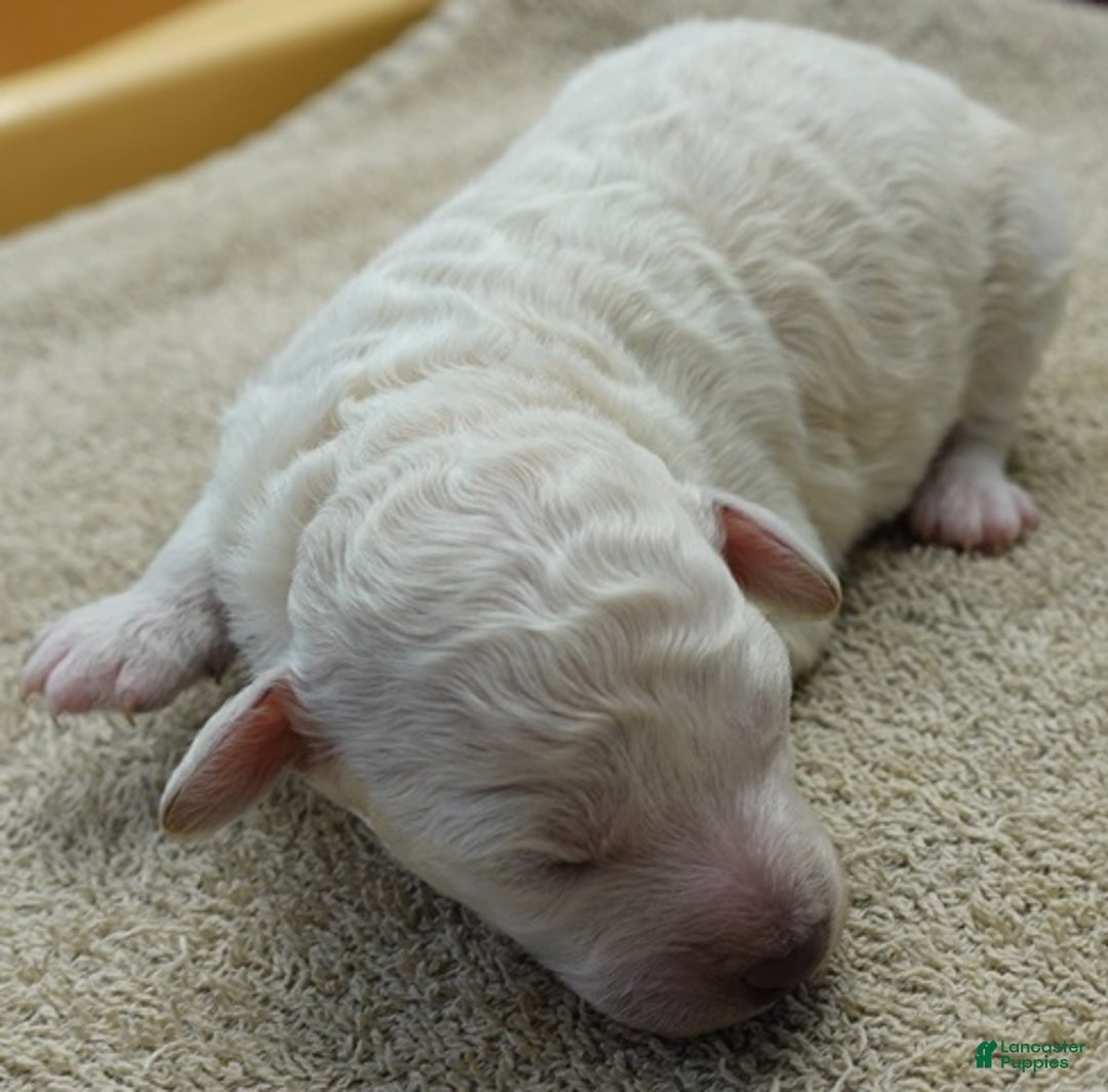 Toy Poodle dogs for sale: Zilla - Ad 8