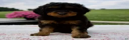 Aussiedoodle dogs for sale: Austin - Ad 6
