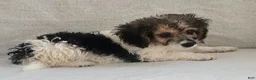 Mixed Breed dogs for sale: Teddy - Ad 3