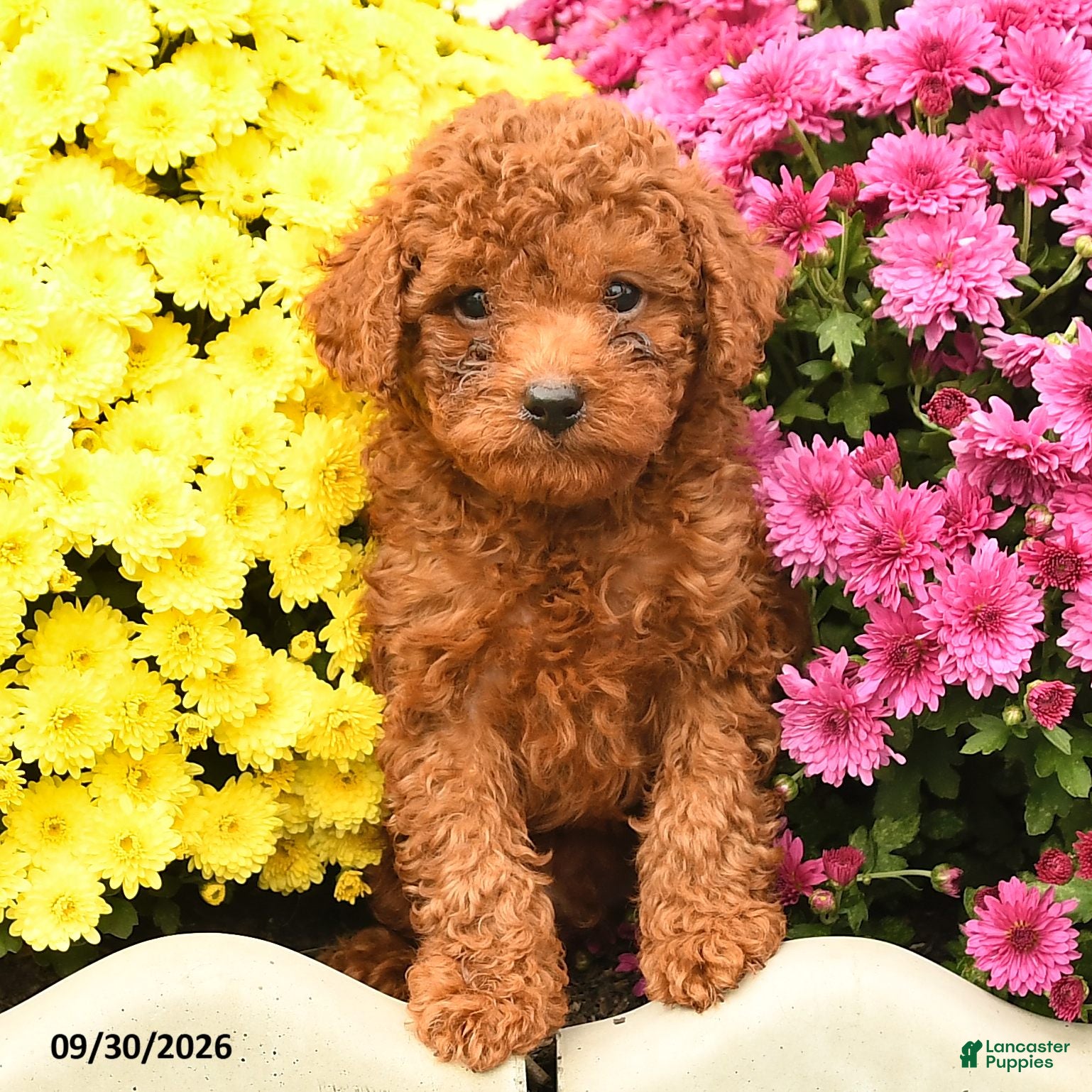 Toy Poodle dogs Lassie - Ad 2