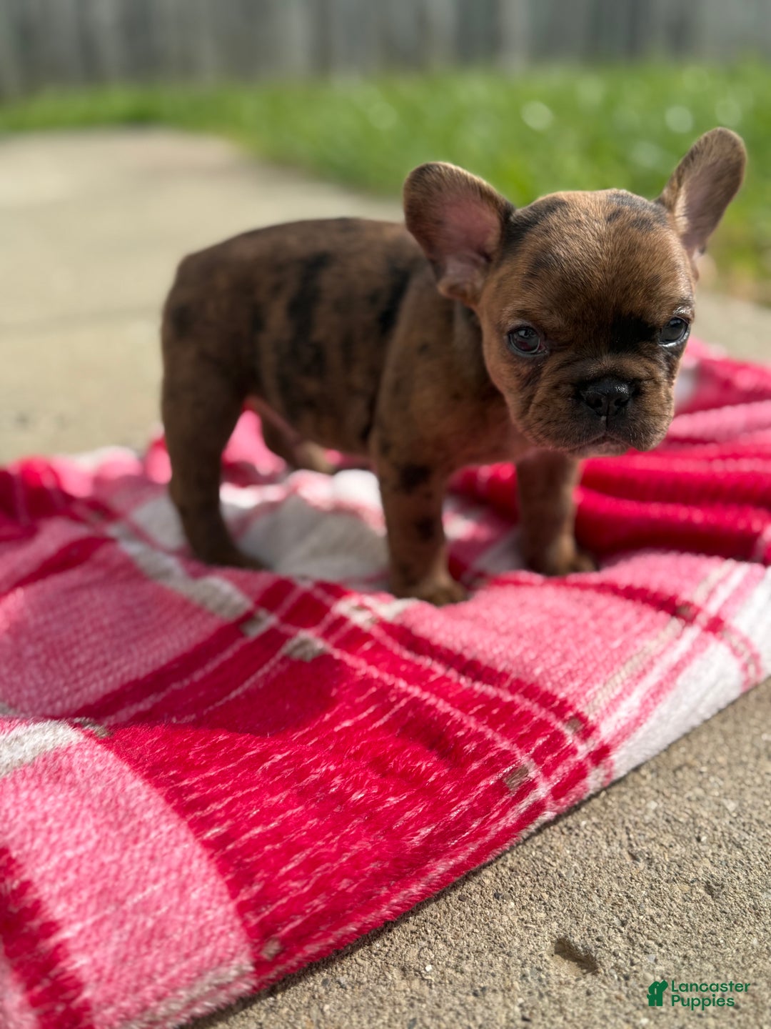 French Bulldog dogs for sale: Chocolate Merle French Bulldog Puppy - Ad 4