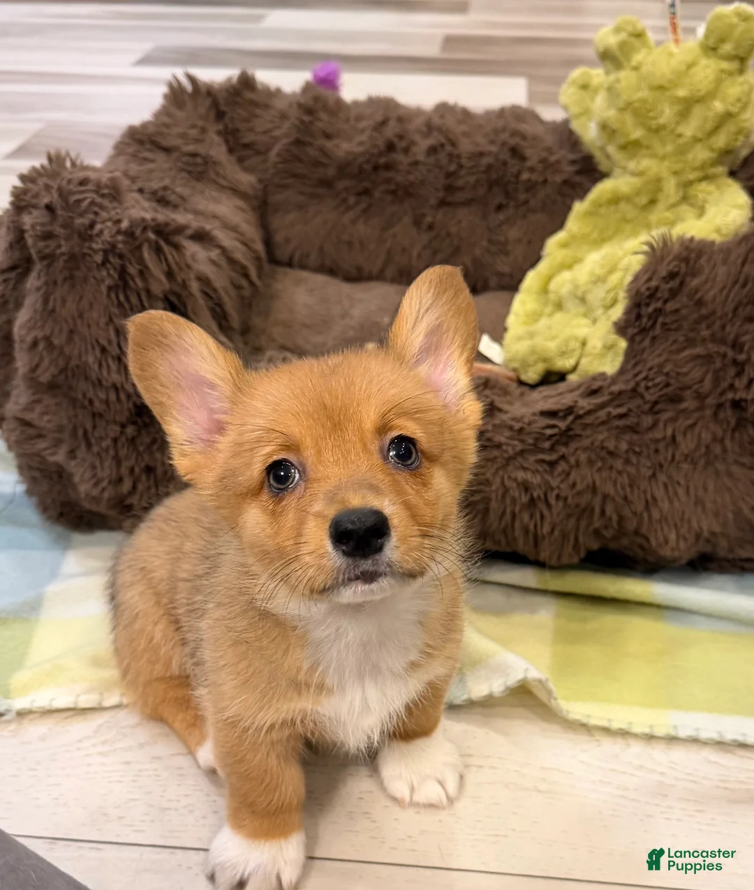 Welsh Corgi Pembroke dogs for sale: Ella - Ad 1