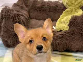Welsh Corgi Pembroke dogs Ella - Ad 29
