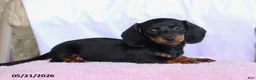 Miniature Dachshund dogs for sale: Carol - Ad 5