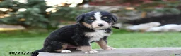 Bernese Mountain Dog dogs for sale: Benson - Ad 2
