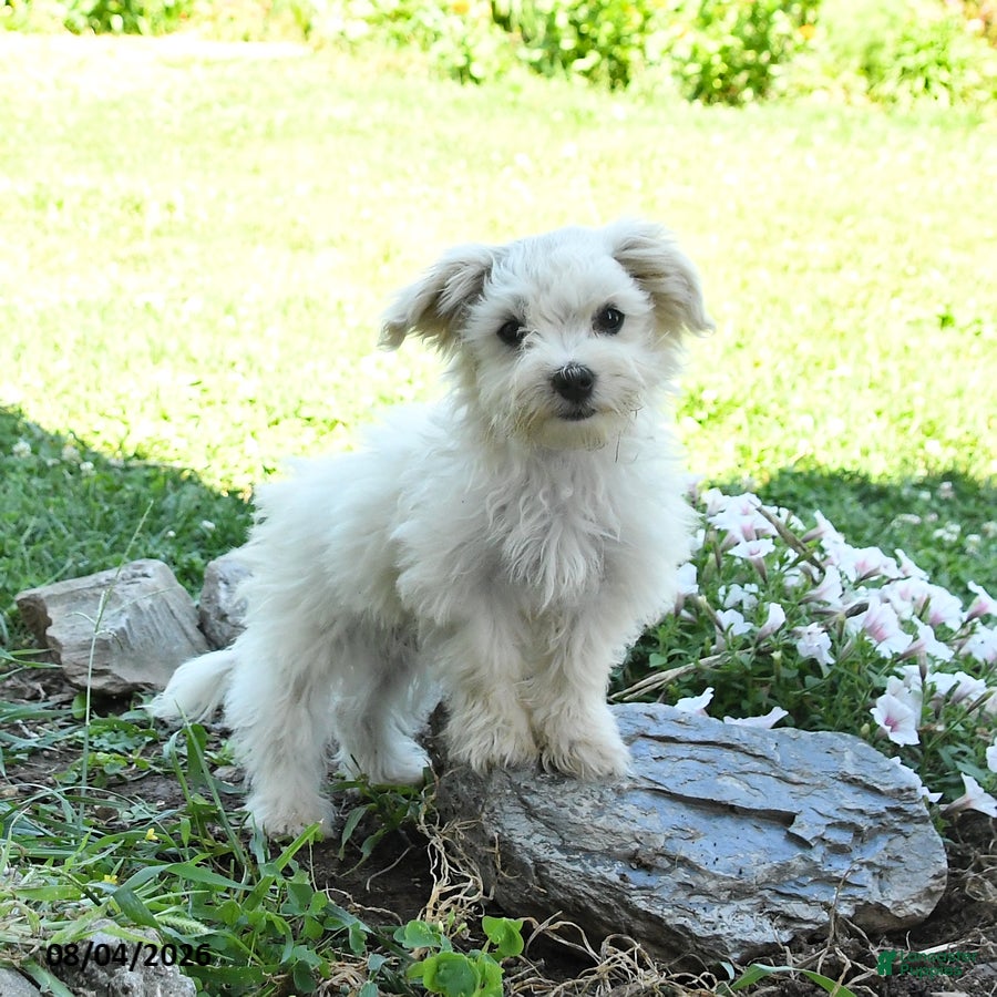 Maltese dogs Freckles - Ad 1