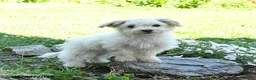 Maltese dogs for sale: Freckles - Ad 1