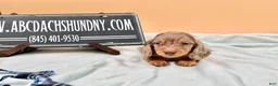 Miniature Dachshund dogs for sale: Miniature Dachshund Puppy 4 - Ad 4