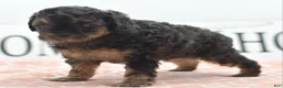 Toy Poodle dogs for sale: Shadow  - Ad 9