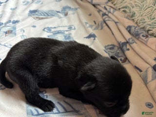 Mixed Breed dogs - Ad 2