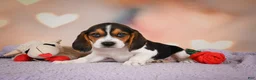 Beagle dogs for sale: OSCAR - Ad 3