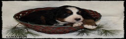 Bernese Mountain Dog dogs for sale: Chever - Ad 3