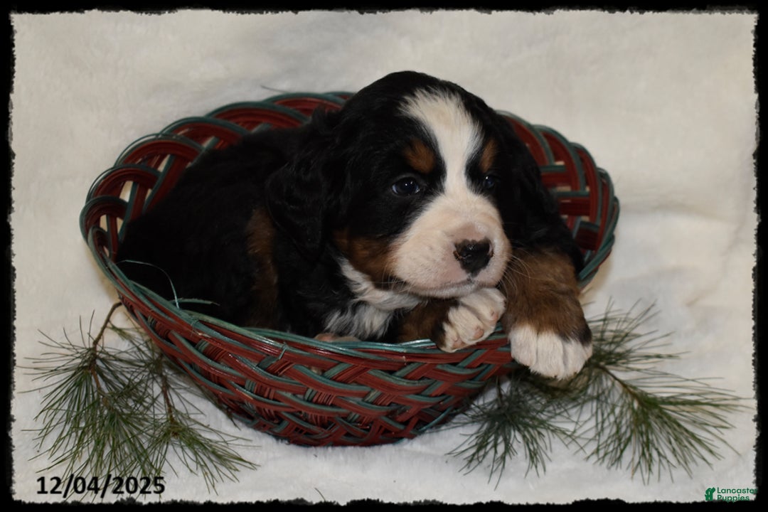Bernese Mountain Dog dogs for sale: Chever - Ad 3