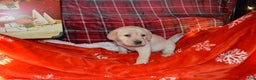 Labrador Retriever dogs for sale: Buttercup - Ad 1