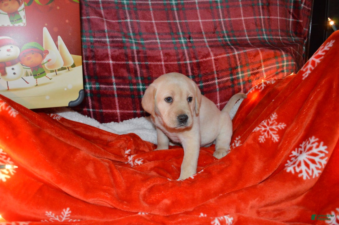 Labrador Retriever dogs for sale: Buttercup - Ad 1