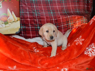 Labrador Retriever dogs Buttercup - Ad 19