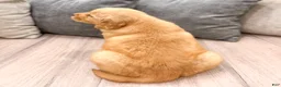 Golden Retriever dogs for sale: Tyler - Ad 5