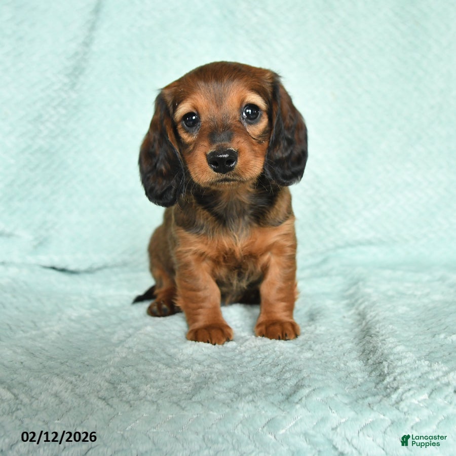 Miniature Dachshund dogs Dorry - Ad 29