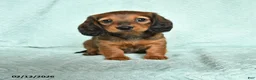 Miniature Dachshund dogs for sale: Dorry - Ad 1