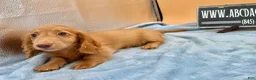 Miniature Dachshund dogs for sale: Ch Bred S.African/russian akc - Ad 21