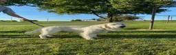 Golden Retriever dogs for sale: Marshmallow Cream - Ad 11