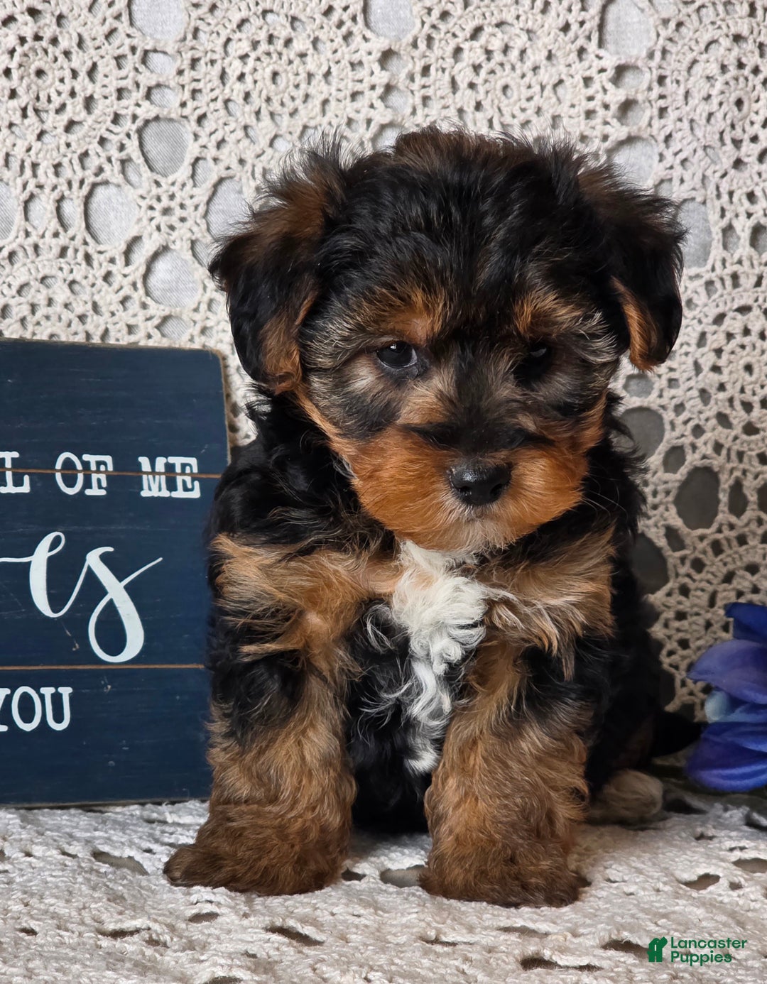 Yorkiepoo dogs for sale: Sherlock - Ad 5