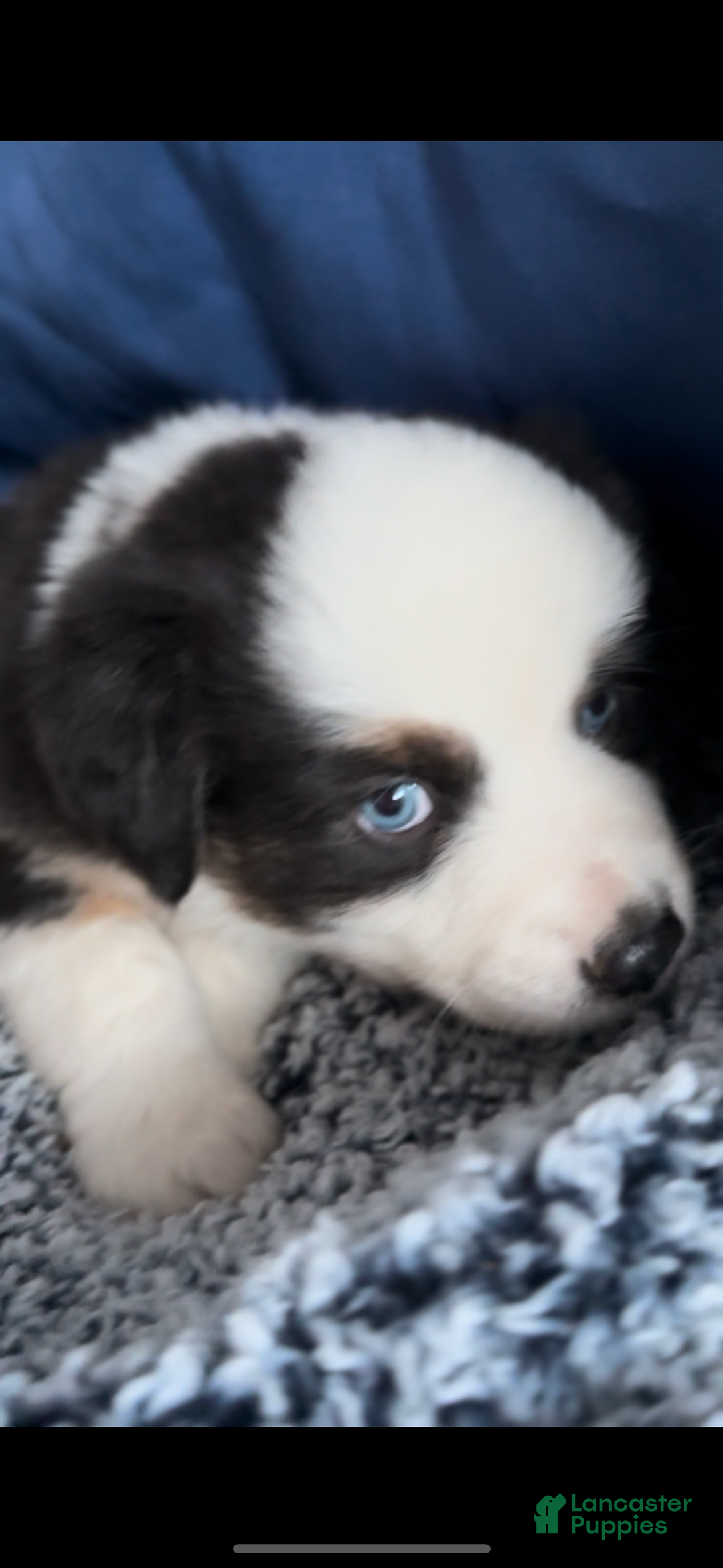 Australian Shepherd dogs for sale: Australian Shepherd Puppy 1 - Ad 2