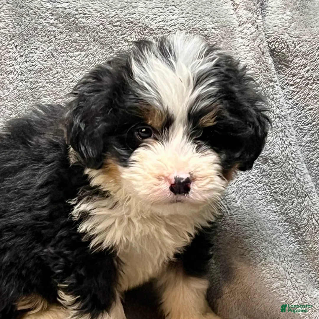 Bernedoodle dogs for sale: Milton - Ad 3