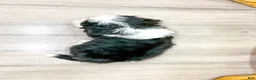 Mini Bernedoodle dogs for sale: Harmony - Ad 3